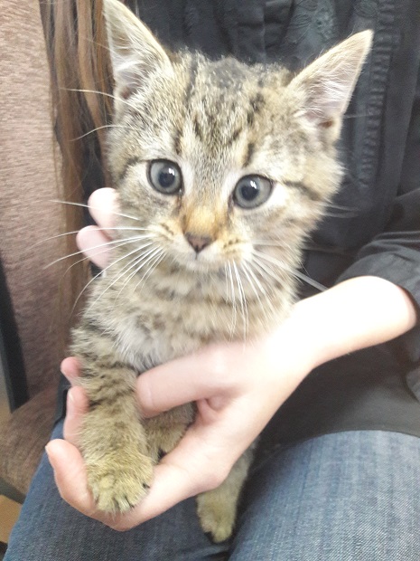 - kotek_27_10_2017r.jpg