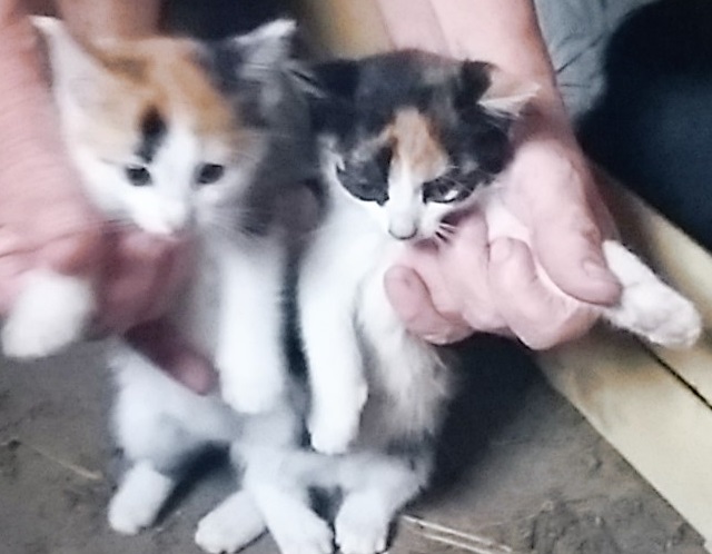 - kotki-adopca-01_07_2016.jpg