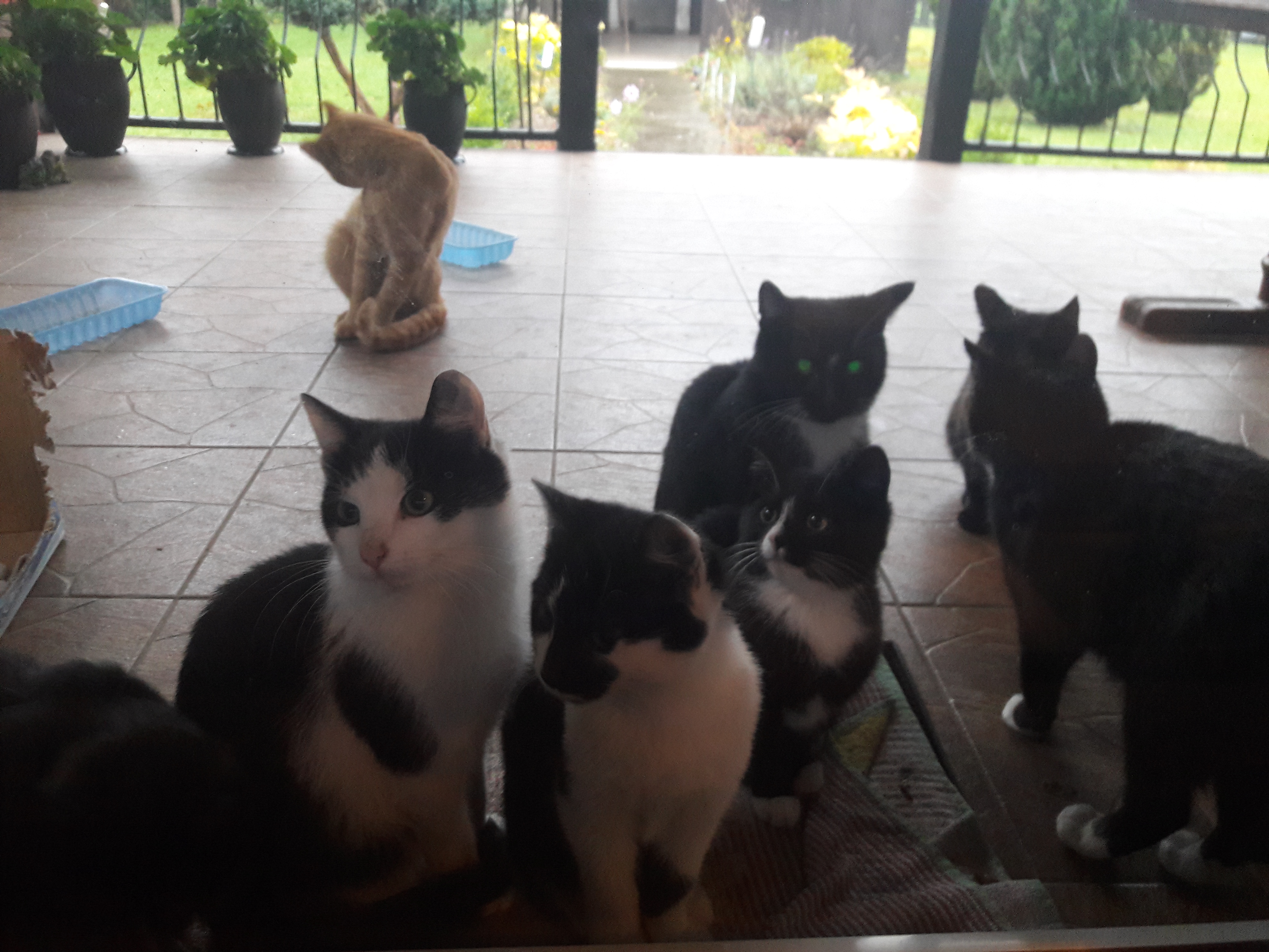 - kotki_11_2017__2_.jpg