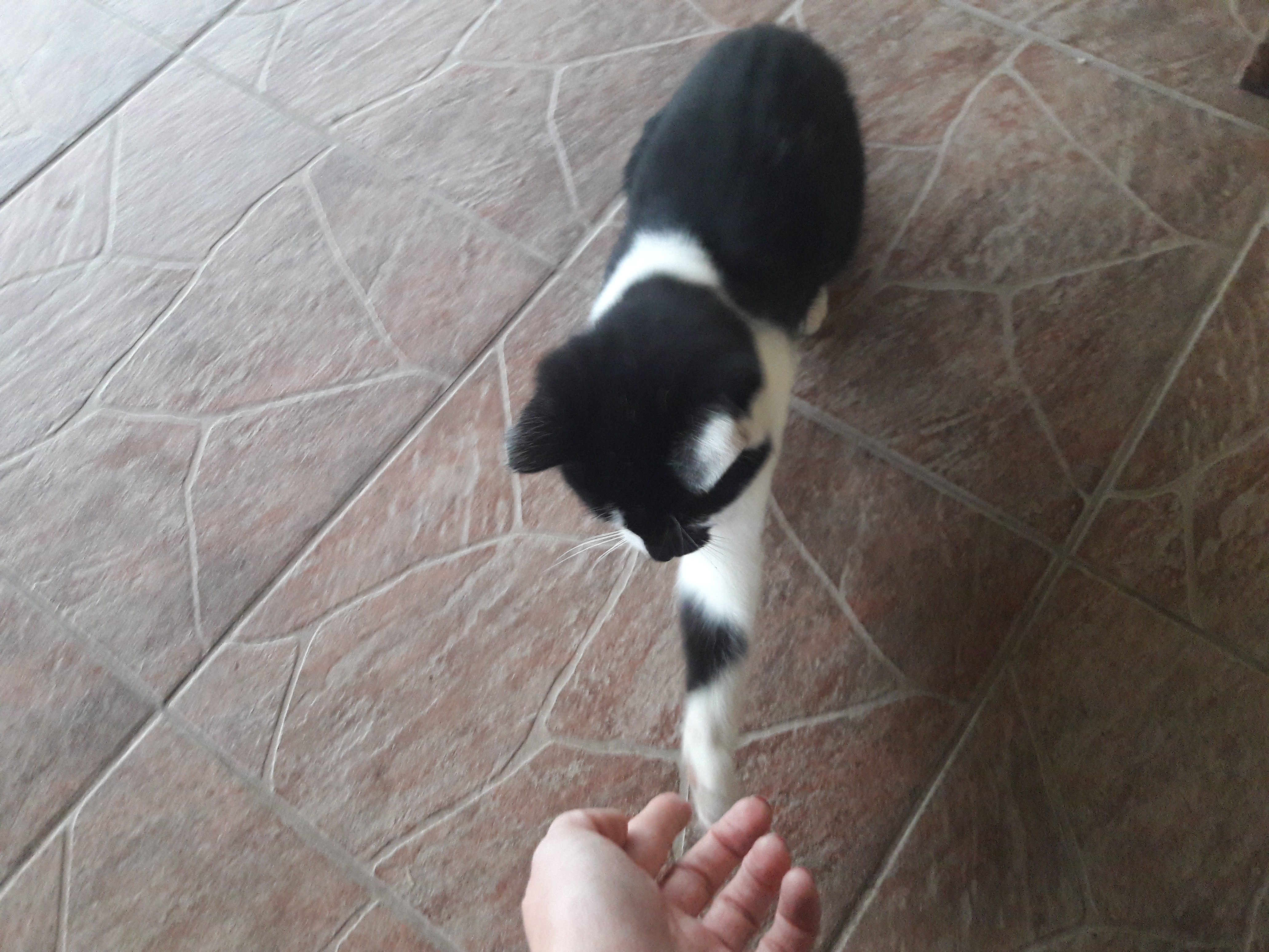 - kotki_11_2017__3_.jpg