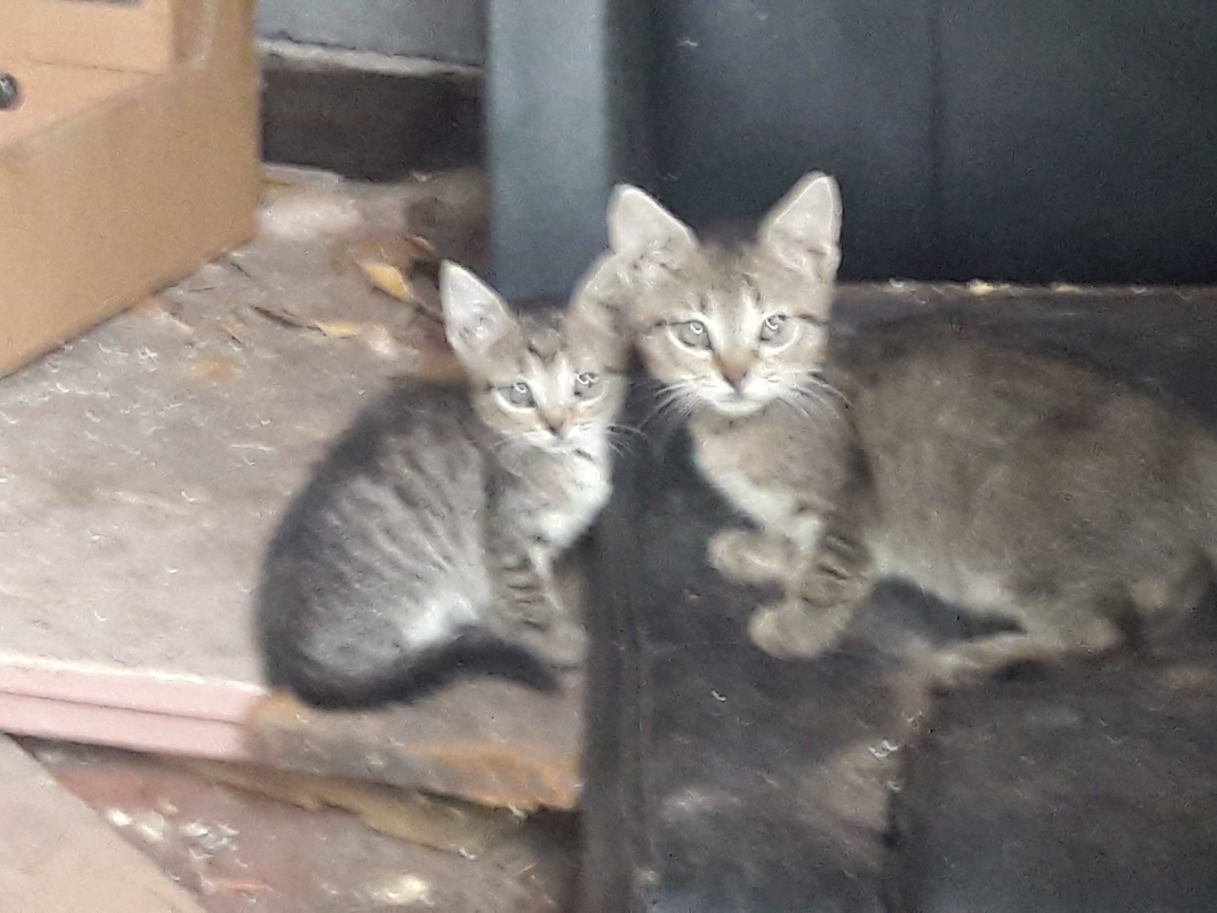 - kotki_2018_07_16__2_.jpg