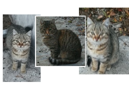 - kotki_21_11_2018v2.jpg