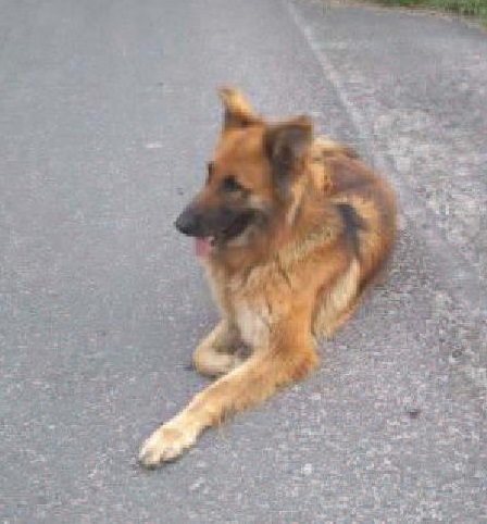 - pies_10_07_10`9.jpg