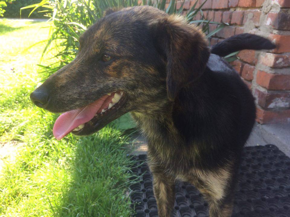 - pies_19_06_2017_1.jpg