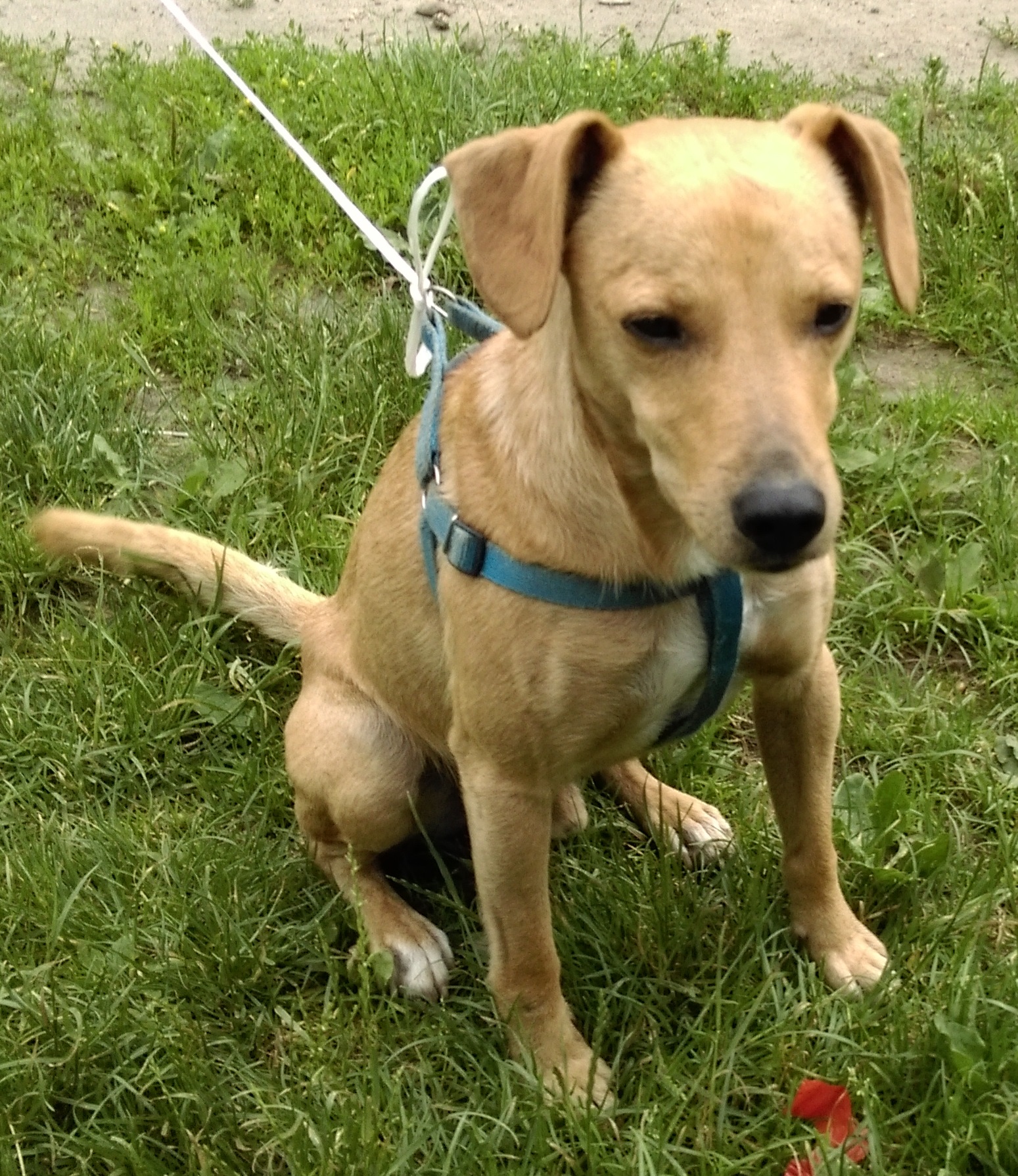 - piesek_pstrzejowice_29_06_2016.jpg