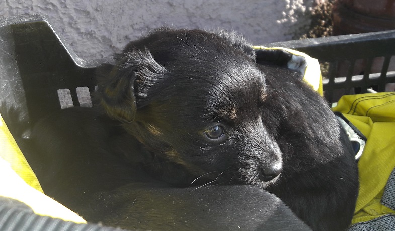 - pieski_1_15_02_2017.jpg