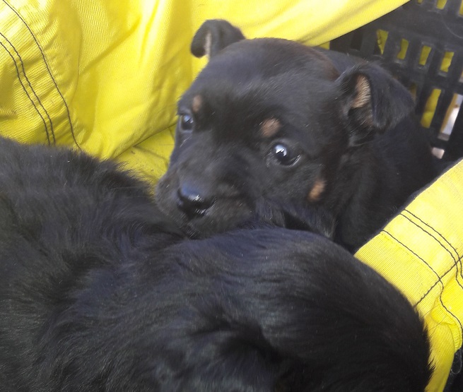 - pieski_2_15_02_2017.jpg