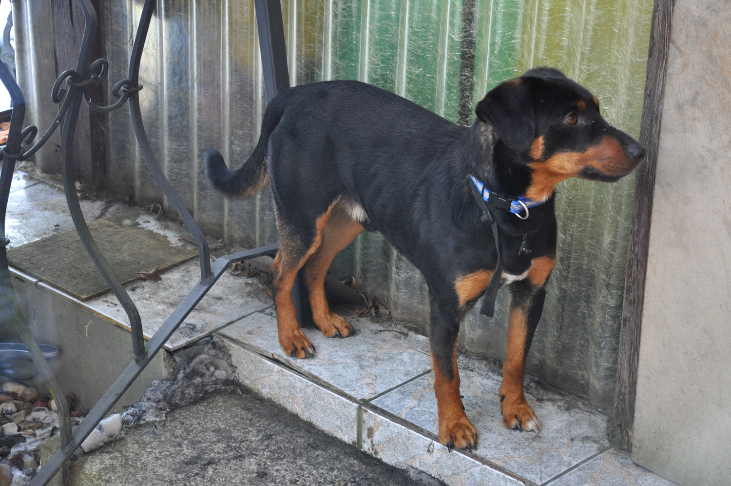 - skotniki_30_01_17_3_.jpg