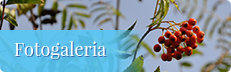 Fotogalerie