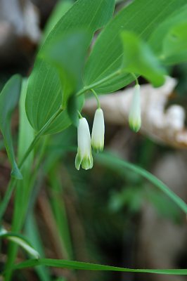 Rozmiar: 16661 bajtów