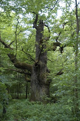 Rozmiar: 47890 bajtów