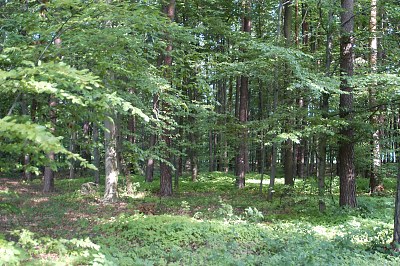 Rozmiar: 55448 bajtów